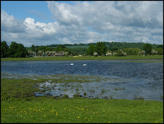 Thames water meadow
