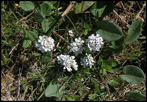 Noccaea caerulescens (4) Noccaea caerulescens (4)
