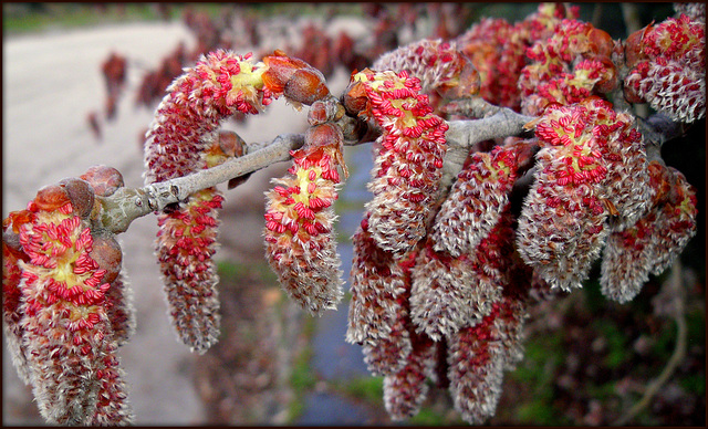 Spring revisited no 4. Catkins,  Valdemorillo, Madrid province. PLEASE STAY, DON'T RUN AWAY!!!
