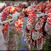 Spring revisited no 4. Catkins,  Valdemorillo, Madrid province. PLEASE STAY, DON'T RUN AWAY!!!