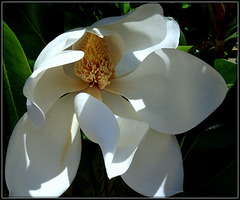Magnolia bloom for Marie-Claire