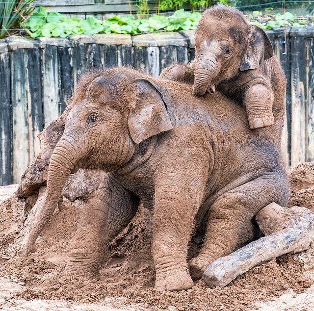 Baby elephants3