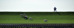 Schafe und Menschen