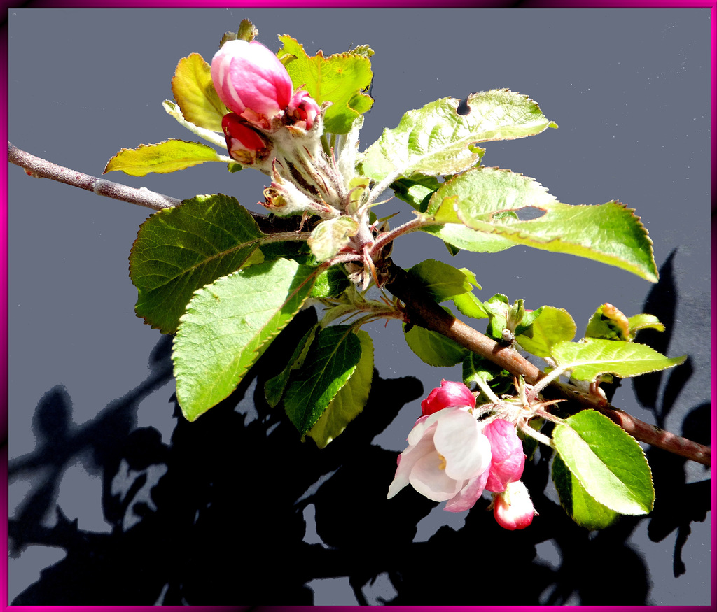 Apfelblüten öffnen sich... ©UdoSm