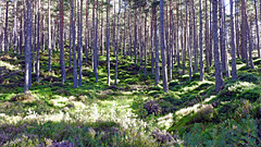 Heather and Scots pine