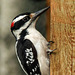 Hairy Woodpecker / Picoides villosus