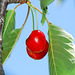 Agreeable conversations are like cherries, they come one after the other ...