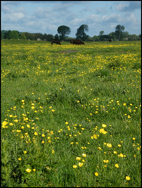 buttercup meadow