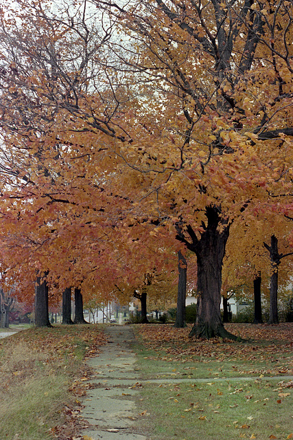 Fall Tree 1982