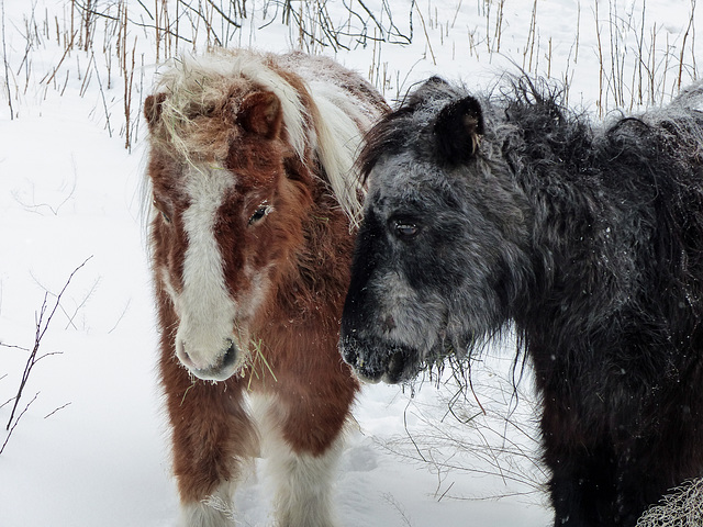 Miniature horses in a winter playground