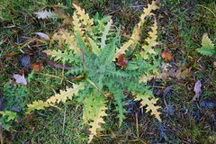 Sumpf-Kratzdistel (Cirsium palustre)