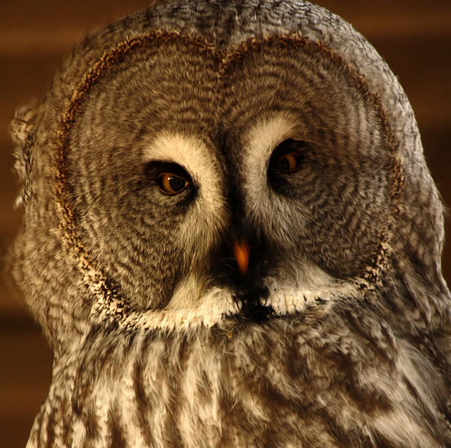 squint-eyed owl