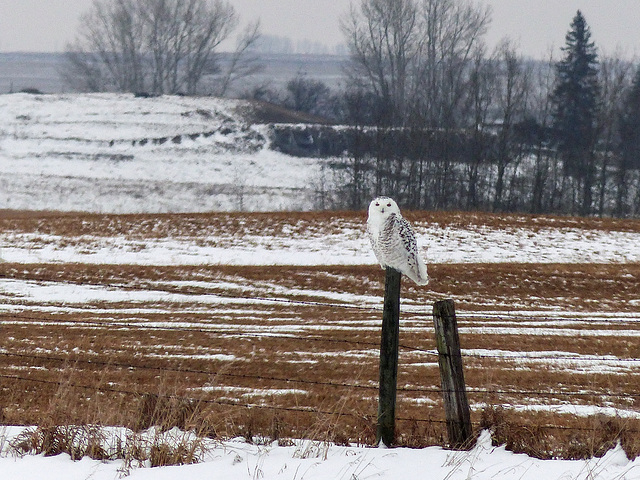 Snowy Owl - just close enough