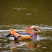 Mandarin duck10
