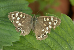 Speckled wood IMG_5273