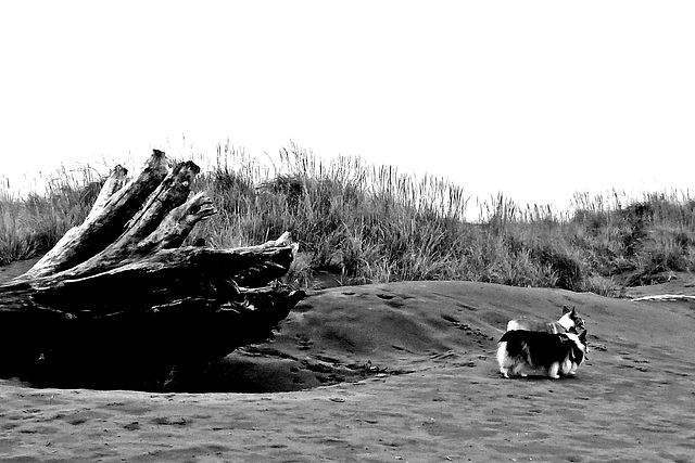 two dogs on the beach (PiP)