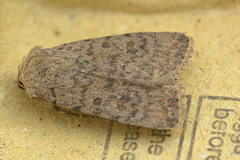 Moth IMG_5460