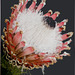 Königs-Protea (Protea cynaroides) ©UdoSm