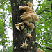 Fungus on a dead sweet-gum tree