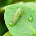 La Cicadelle... graphocephala fennahi