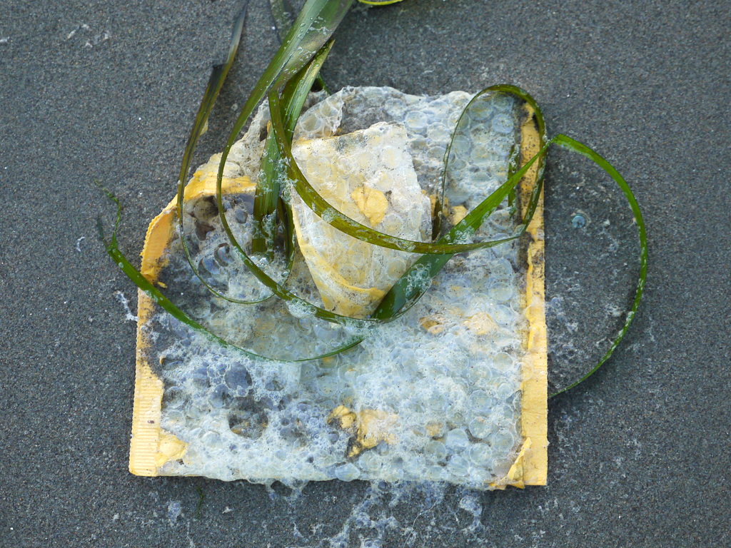 Still life with seaweed