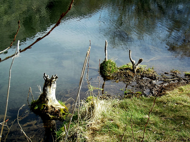 Pond wood