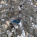 A rare glimpse of a Steller's Jay