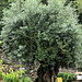 Olivenbaum in den Gärten von Schloss Trauttmansdorff
