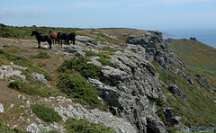 The Dartmoor ponies of Bolt Head