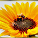 Hoverflies in sunflower-1. ©UdoSm