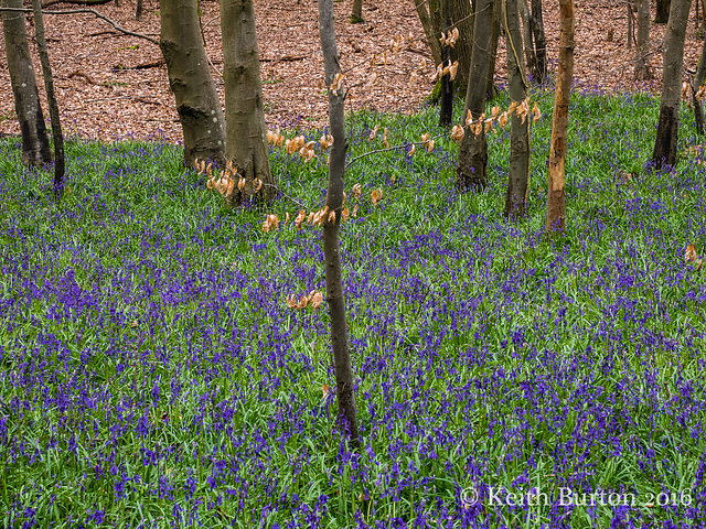 Bluebell woods 4 of 4