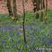 Bluebell woods 4 of 4
