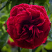 Red Rose2, Royden Park
