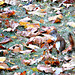 Red squirrel and Autumn leaves