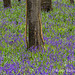 bluebell woods 3 of 4