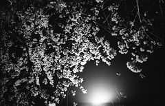 Cherry blossom 05
