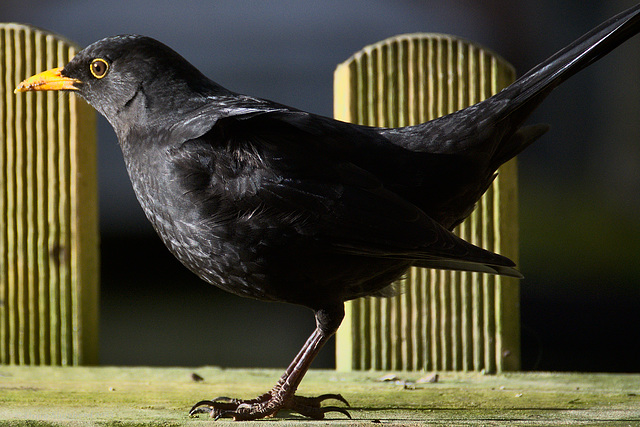Blackbird garden visitor