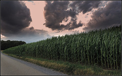 Giant Corn in the Storm