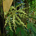 DSCN5348 - Fruto de tucum Bactris setosa, Arecaceae