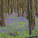 bluebell woods 2 of 4