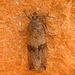 Moth IMG_5420