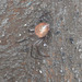 'orrible spider walking around the drain