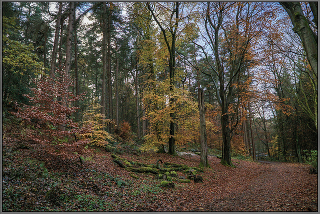 Rivelin - Autumn leaves... Sheffield.