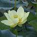 American lotus (Nelumbo lutea)
