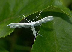 Moth IMG_5335