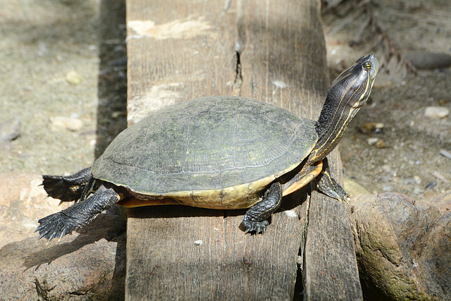Guatemala, The Turtle