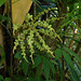 DSCN5349 - Fruto de tucum Bactris setosa, Arecaceae