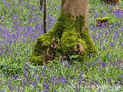 Bluebell woods 1 of 4