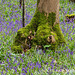 Bluebell woods 1 of 4