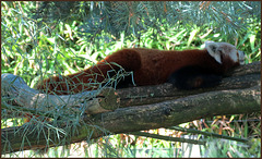 Panda roux qui dort !..........Bon mardi mes ami(e)s ❤️